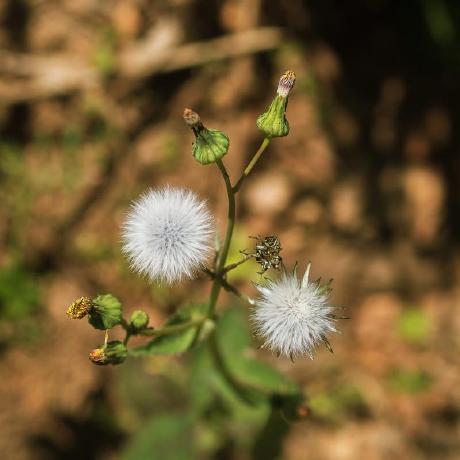 @bits-and-blooms